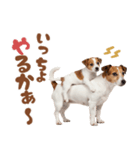 元気全開！ジャックラッセルテリア（個別スタンプ：4）