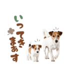 元気全開！ジャックラッセルテリア（個別スタンプ：5）