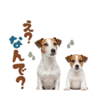元気全開！ジャックラッセルテリア（個別スタンプ：6）