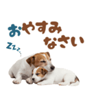 元気全開！ジャックラッセルテリア（個別スタンプ：7）