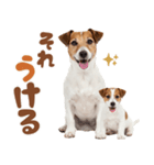 元気全開！ジャックラッセルテリア（個別スタンプ：8）