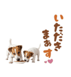 元気全開！ジャックラッセルテリア（個別スタンプ：9）