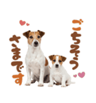 元気全開！ジャックラッセルテリア（個別スタンプ：10）