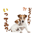 元気全開！ジャックラッセルテリア（個別スタンプ：11）