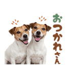 元気全開！ジャックラッセルテリア（個別スタンプ：12）