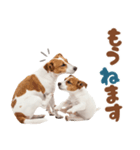 元気全開！ジャックラッセルテリア（個別スタンプ：13）