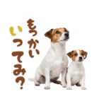 元気全開！ジャックラッセルテリア（個別スタンプ：14）