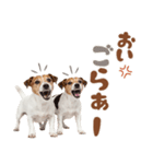 元気全開！ジャックラッセルテリア（個別スタンプ：15）