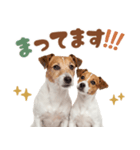 元気全開！ジャックラッセルテリア（個別スタンプ：16）