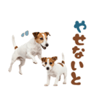 元気全開！ジャックラッセルテリア（個別スタンプ：19）