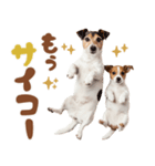 元気全開！ジャックラッセルテリア（個別スタンプ：22）