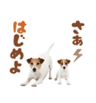 元気全開！ジャックラッセルテリア（個別スタンプ：27）