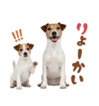 元気全開！ジャックラッセルテリア（個別スタンプ：28）