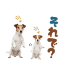 元気全開！ジャックラッセルテリア（個別スタンプ：29）