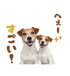 元気全開！ジャックラッセルテリア（個別スタンプ：31）
