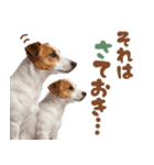 元気全開！ジャックラッセルテリア（個別スタンプ：33）