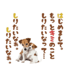 元気全開！ジャックラッセルテリア（個別スタンプ：36）