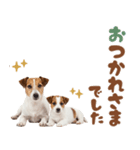 元気全開！ジャックラッセルテリア（個別スタンプ：38）