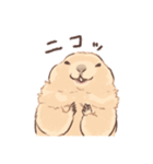嫁の落書きプレーリードッグさん（個別スタンプ：34）