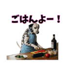 ダルメシアンの日常使えるスタンプ（個別スタンプ：21）