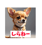 感情まるわかりチワワ（個別スタンプ：21）
