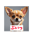 感情まるわかりチワワ（個別スタンプ：33）