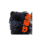 ポメ山家①（個別スタンプ：1）