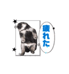 ポメ山家①（個別スタンプ：3）