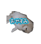 ポメ山家①（個別スタンプ：4）