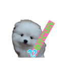 ポメ山家①（個別スタンプ：5）