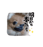 ポメ山家①（個別スタンプ：6）