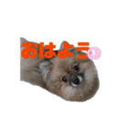 ポメ山家①（個別スタンプ：7）