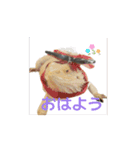 花さんのカエル部屋【HANA’S FROG ROOM】（個別スタンプ：12）