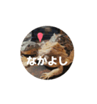 花さんのカエル部屋【HANA’S FROG ROOM】（個別スタンプ：14）