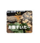 花さんのカエル部屋【HANA’S FROG ROOM】（個別スタンプ：16）
