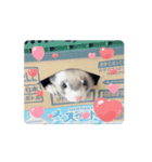 フェレットまるちんのスタンプ（個別スタンプ：3）