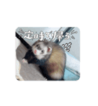 フェレットまるちんのスタンプ（個別スタンプ：11）