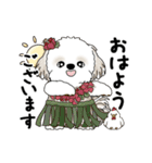 動くシーズー犬 2025 「初夏」13（個別スタンプ：1）