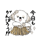 動くシーズー犬 2025 「初夏」13（個別スタンプ：3）
