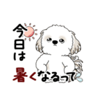 動くシーズー犬 2025 「初夏」13（個別スタンプ：4）