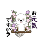 動くシーズー犬 2025 「初夏」13（個別スタンプ：5）