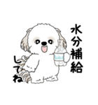 動くシーズー犬 2025 「初夏」13（個別スタンプ：10）