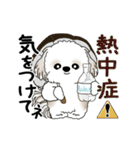 動くシーズー犬 2025 「初夏」13（個別スタンプ：11）