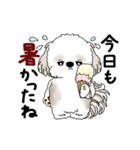 動くシーズー犬 2025 「初夏」13（個別スタンプ：14）
