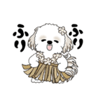 動くシーズー犬 2025 「初夏」13（個別スタンプ：18）