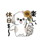 動くシーズー犬 2025 「初夏」13（個別スタンプ：19）