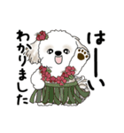 動くシーズー犬 2025 「初夏」13（個別スタンプ：21）