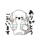 動くシーズー犬 2025 「初夏」13（個別スタンプ：22）