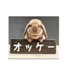 動く！たれみみ☆ロップイヤー（個別スタンプ：4）