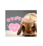 動く！たれみみ☆ロップイヤー（個別スタンプ：7）